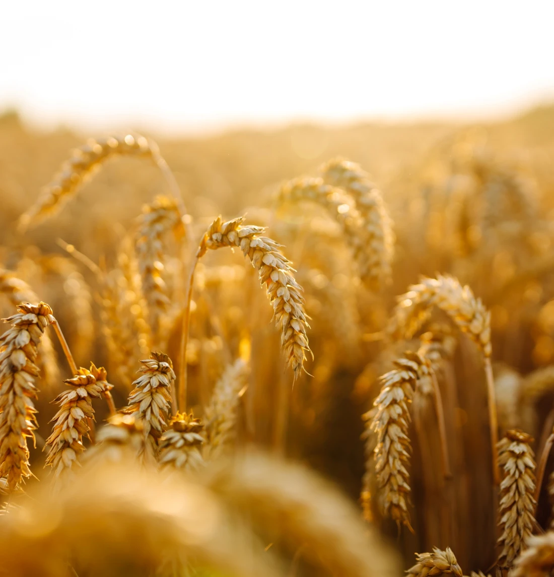 Чому AUK запускає програму з агробізнесу?